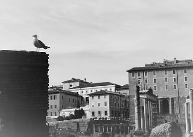 A Bird in the Roman Forum