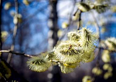 Willow Buds And Early Bee