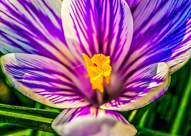 Neon Glow Crocus Flower