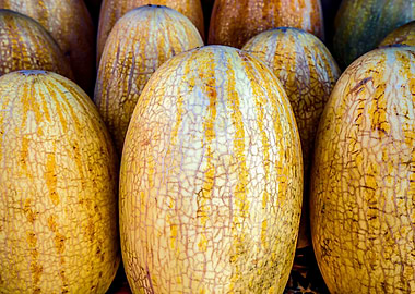 Yellow Melons Horizontal