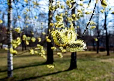 Willow Tree Buds In Spring