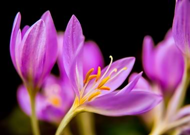 Just flowered colchicum