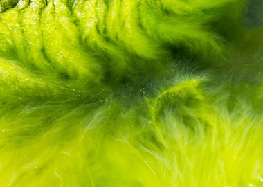 Green algae