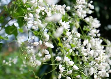 Beautiful White Flower