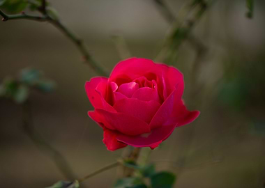 Pink Rose