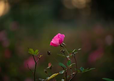 Pink Rose