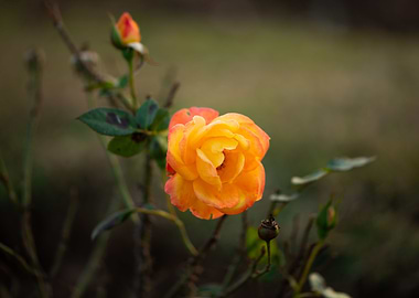 Yellow Rose