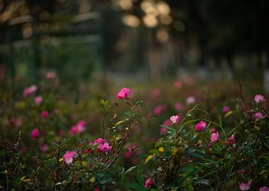 Pink Roses