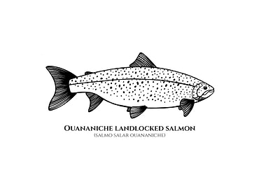Landlocked Salmon