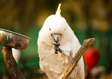 Cockatoo Parrot