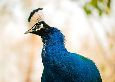 Peacock Portrait