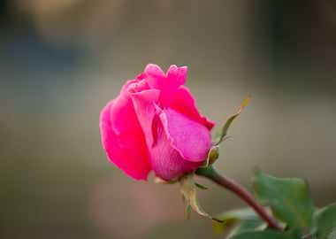 Pink Rose