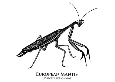 Praying Mantis with names