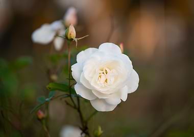 White Roses
