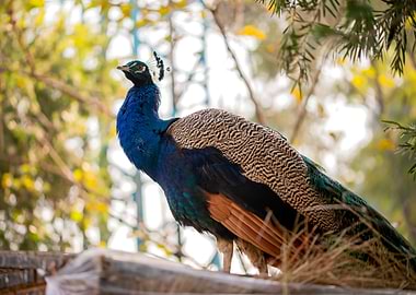 Peacock