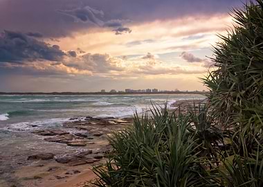 Pandanus In The Sunset