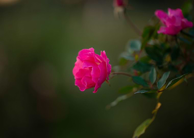 Pink Rose
