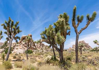 Joshua Trees