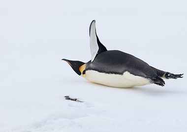 Emperor Penguin Sliding