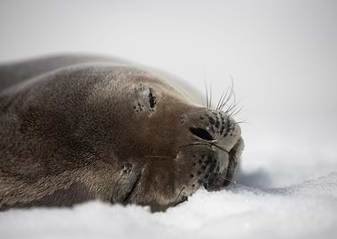 Weddell Seal Sleeping