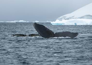 Mother Humpback and Calf
