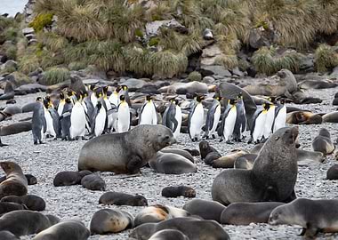 Marching King Penguins