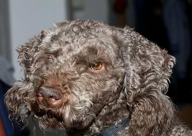 Lagotto romagnolo close up