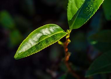 Tea leaf closeup