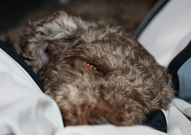 Lagotto romagnolo close up