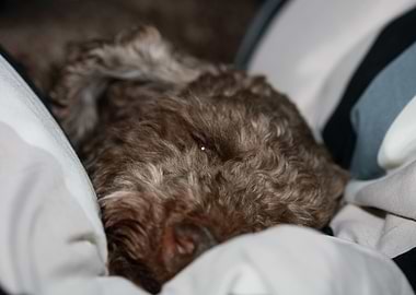 Lagotto romagnolo close up