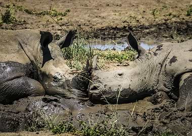 A couple of wild rhinos