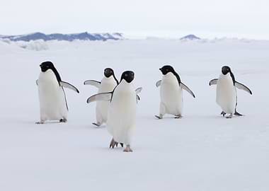 Adelie Penguins on Ice