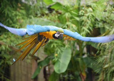 Parrot in Flight
