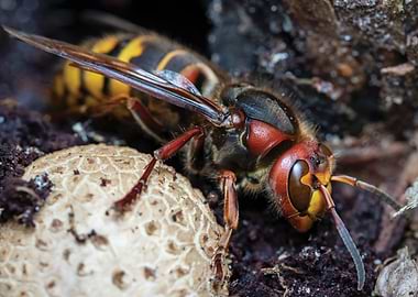 Hornet on a mushroom