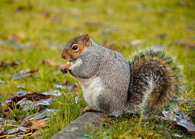 Nut Eating Grey Squirel