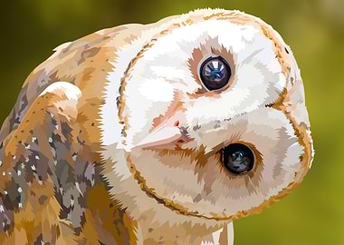 Staring Barn Owl