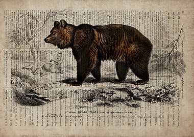 Bear on old paper