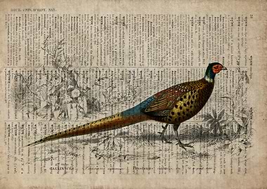 Pheasant on old paper