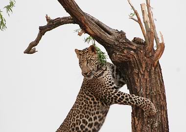 leopard tree