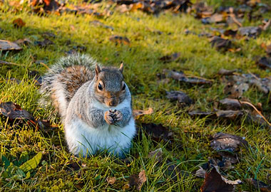 Cute Praying Squirrel