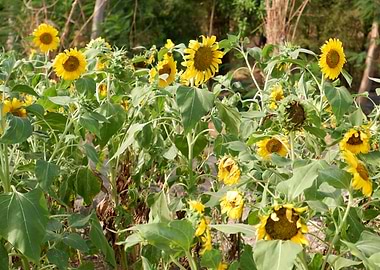 Beautiful Fresh Sunflower