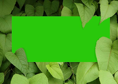 The green frame under leaf