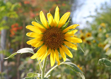 Beautiful Fresh Sunflower