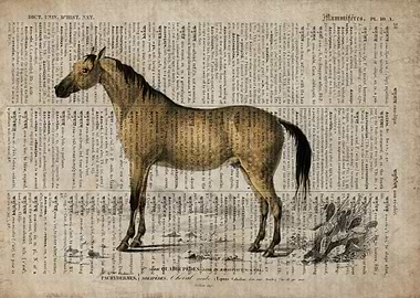 A horse on old paper