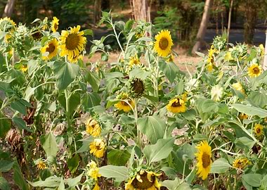 Beautiful Fresh Sunflower