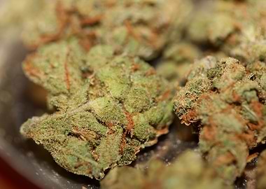 Cannabis AMG super skank