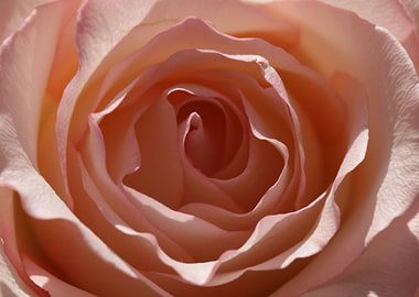 Pale Pink Single Rose