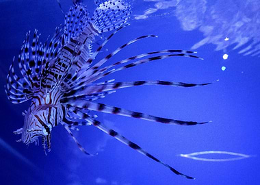 A Wonderful Specimen