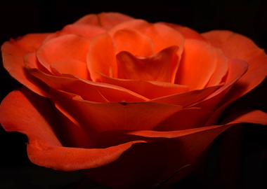Single Deep Orange Rose