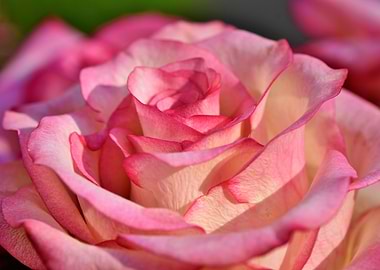 Pink Rose Petal Layers